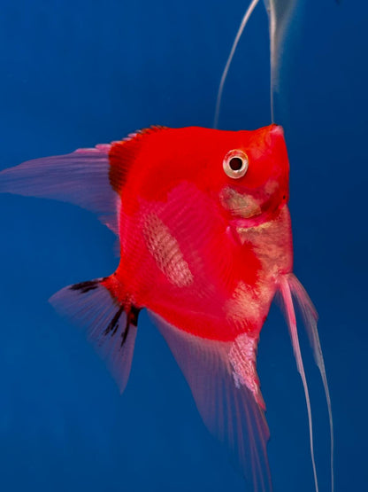 Neo Red-black Angel fish