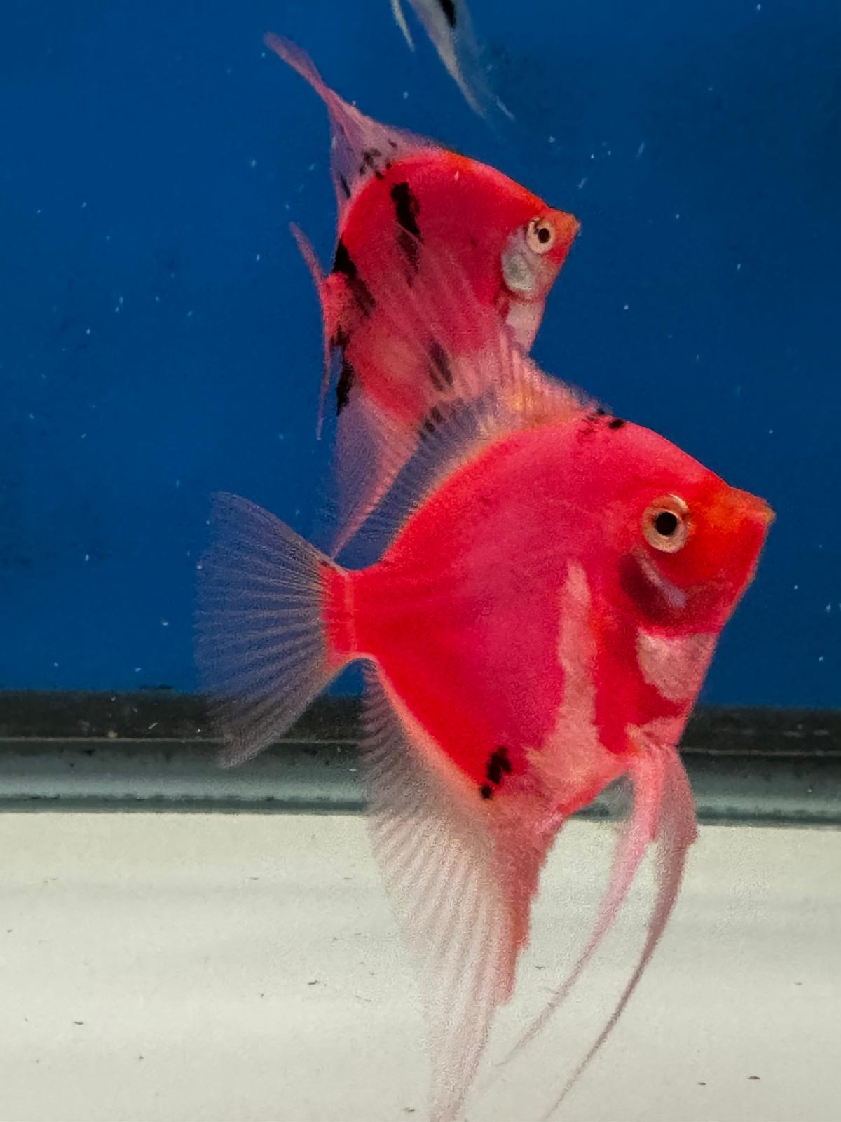 Neo Red-black Angel fish