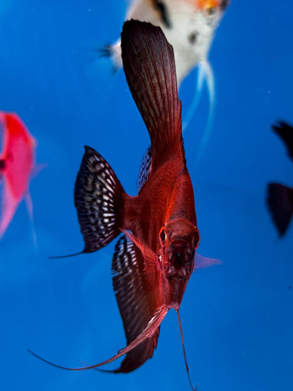 Amaranto Angel fish