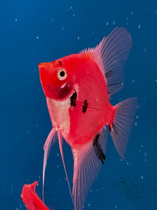 Neo Red-black Angel fish