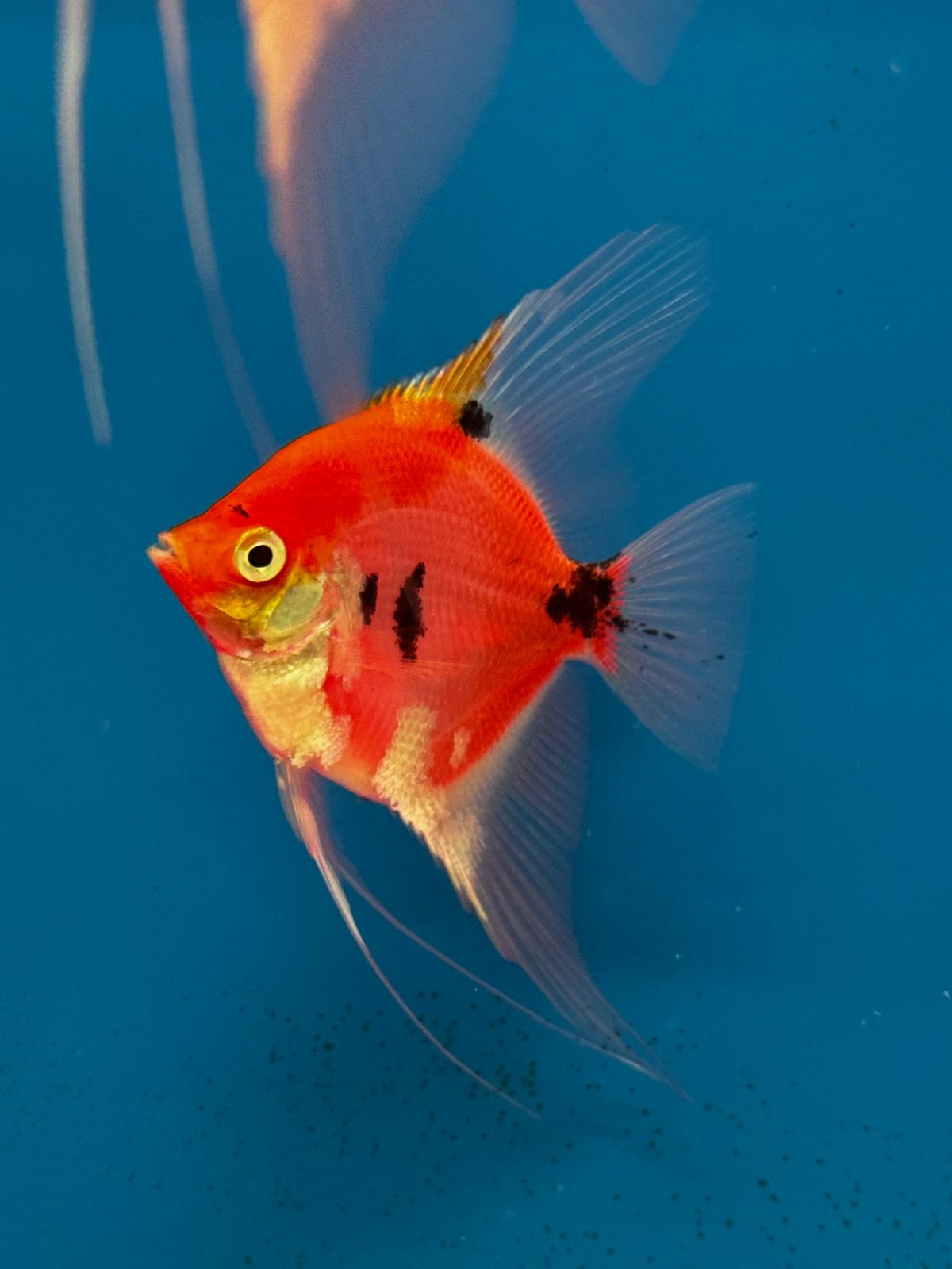 Neo Red-black Angel fish