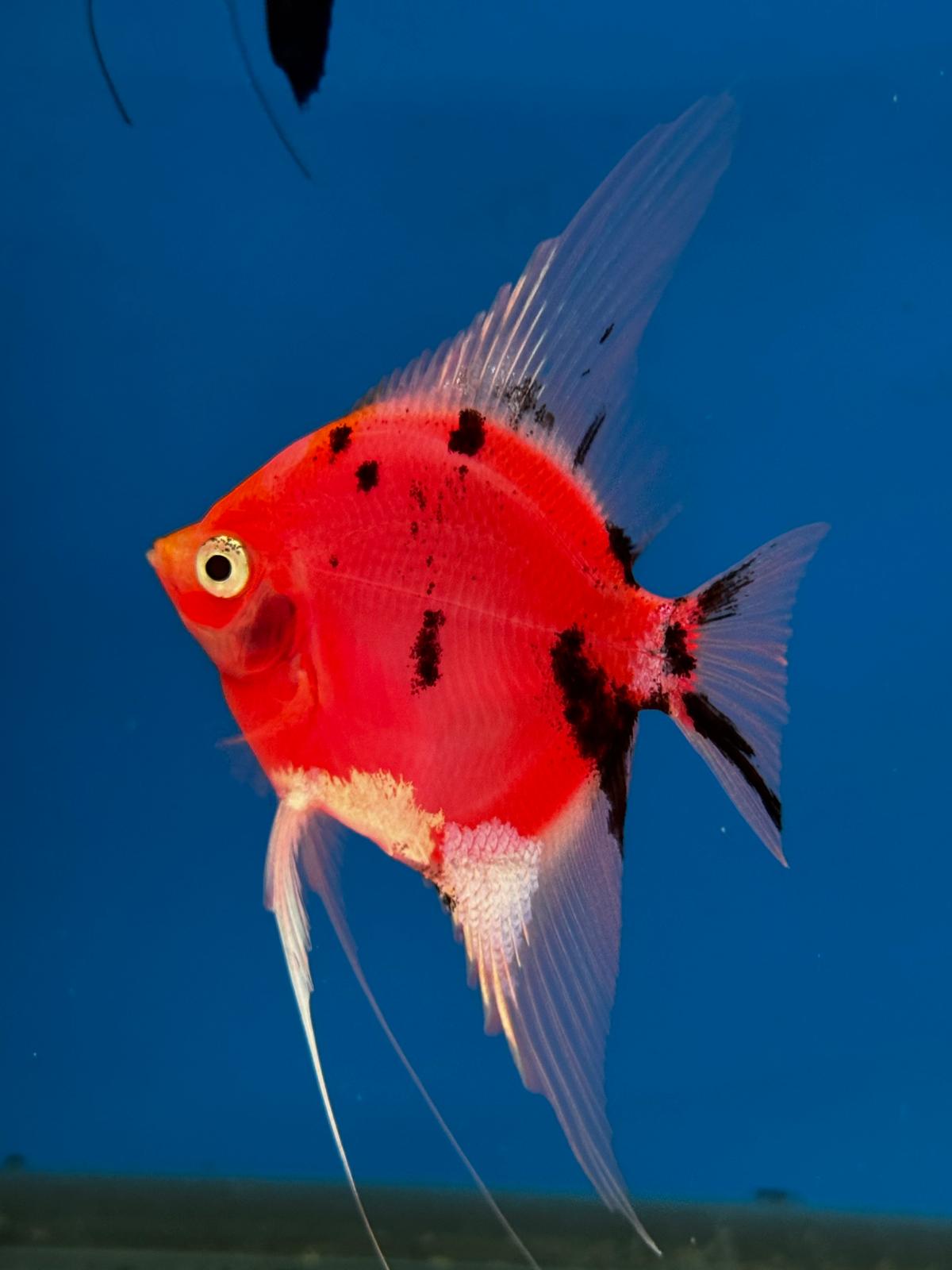 Neo Red-black Angel fish