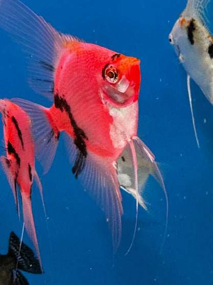 Neo Red-black Angel fish