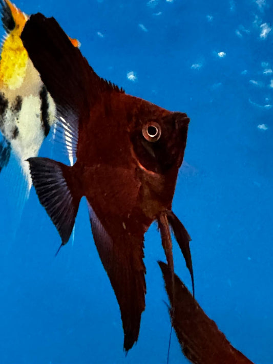 1 Amaranto Angel fish