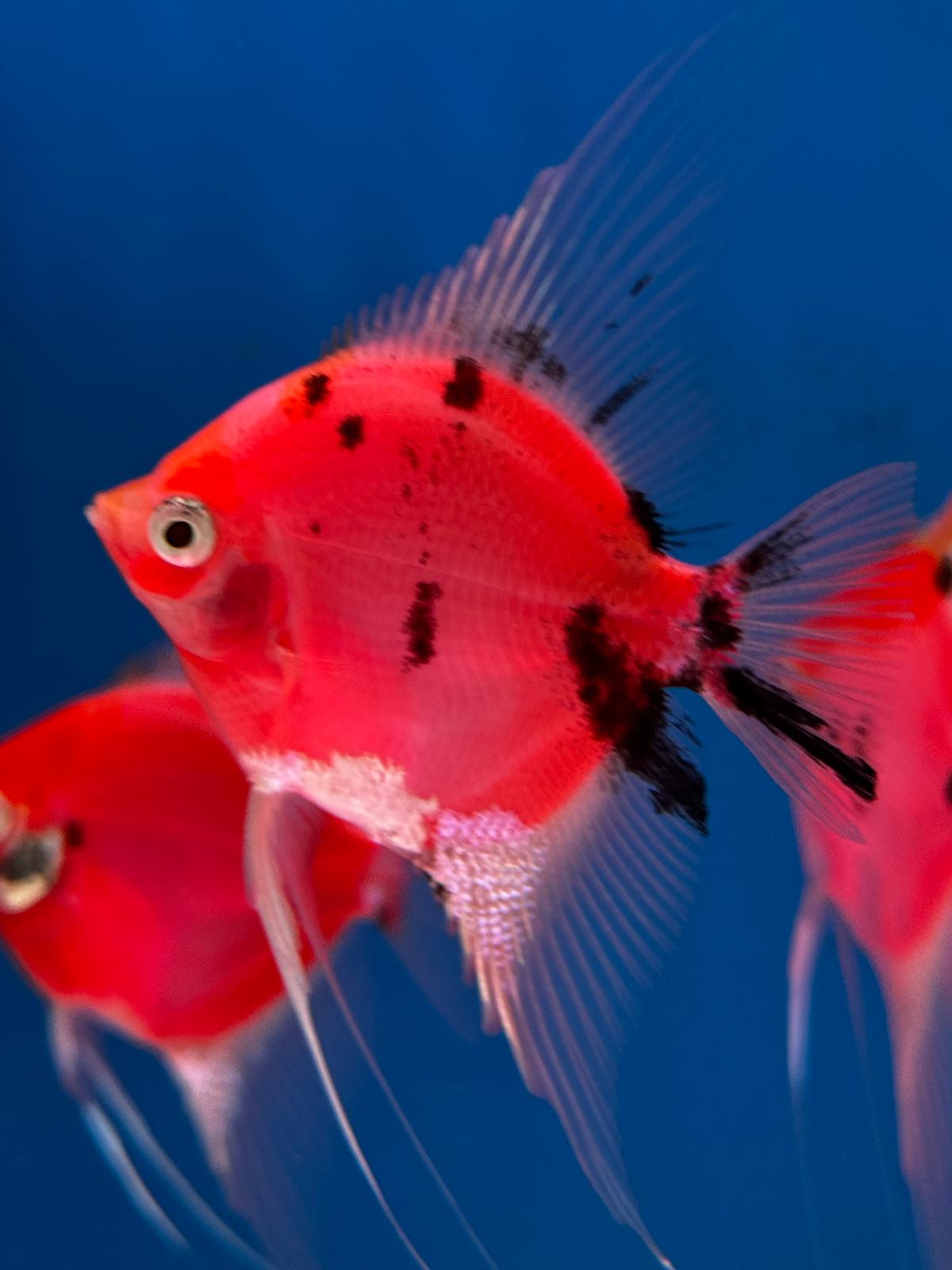 Neo Red-black Angel fish