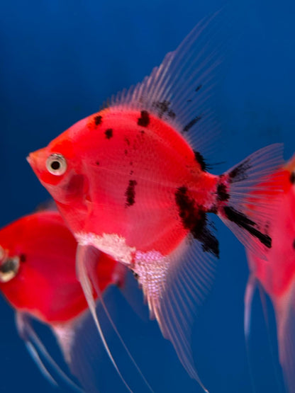 Neo Red-black Angel fish