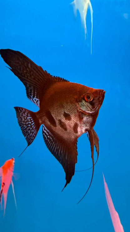 Amaranto Angel fish