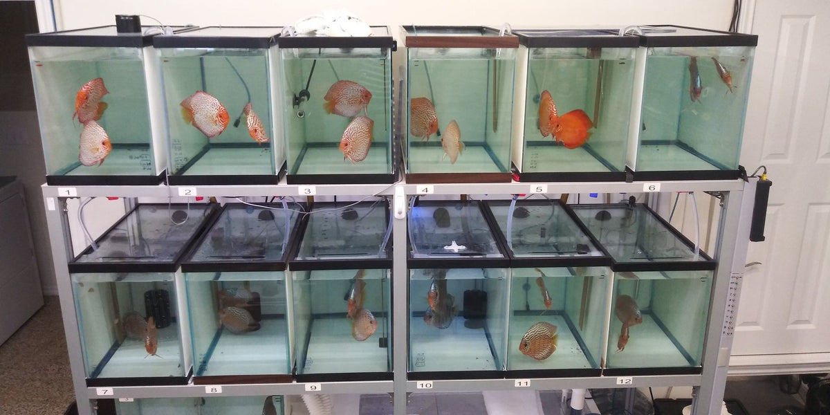 Fish Breeding Rack Setup Discus Fish Breeding