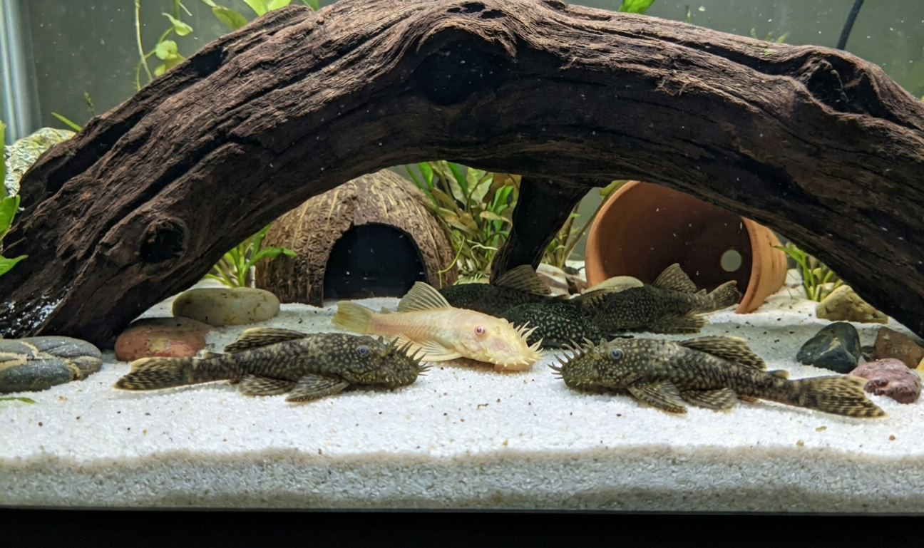 1 Bristlenose Pleco – Austin Texas Discus