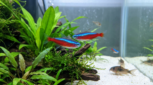 1 Cardinal tetra