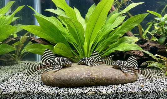 1 King Tiger Pleco L333