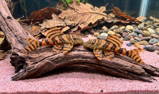 1 Alenquer Tiger Pleco L397