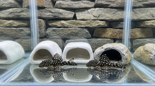 1 Mini Snowball Pleco L471
