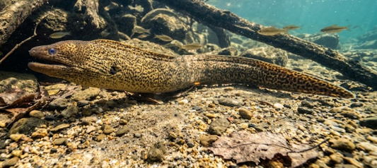 1 Freshwater Moray eel