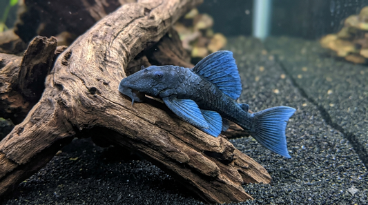 1 Blue Paneque Pleco L239