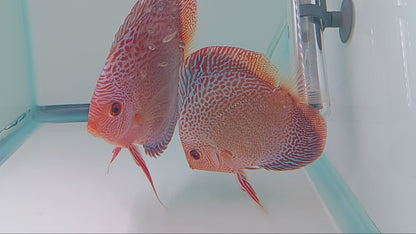 Discus Red Snake Skin