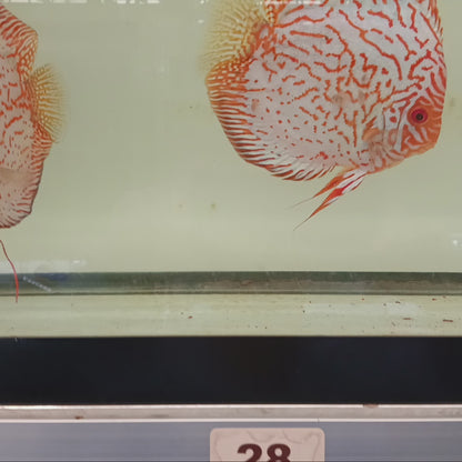 A Pigeon Blood proven breeding pair # 27A