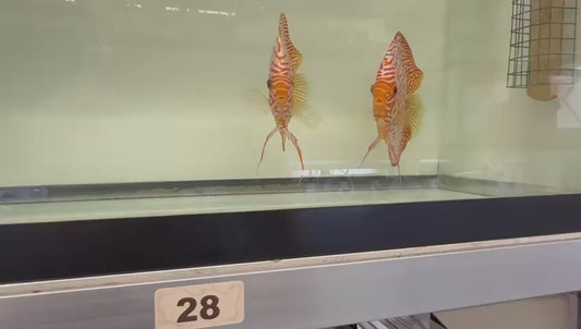 A Pigeon Blood proven breeding pair # 28