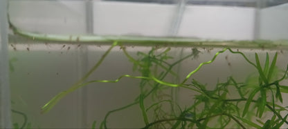 tiger Badis  proben breeding pair