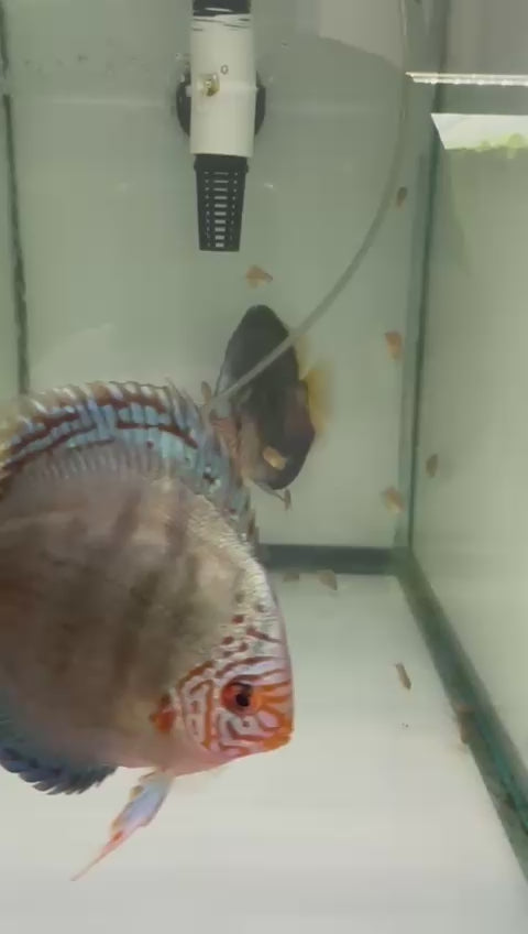 Cobalt blue proven breeding pair # 8