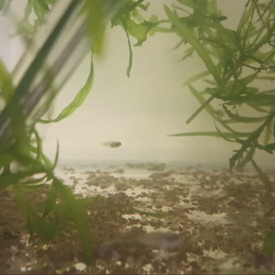 30 days old fry

