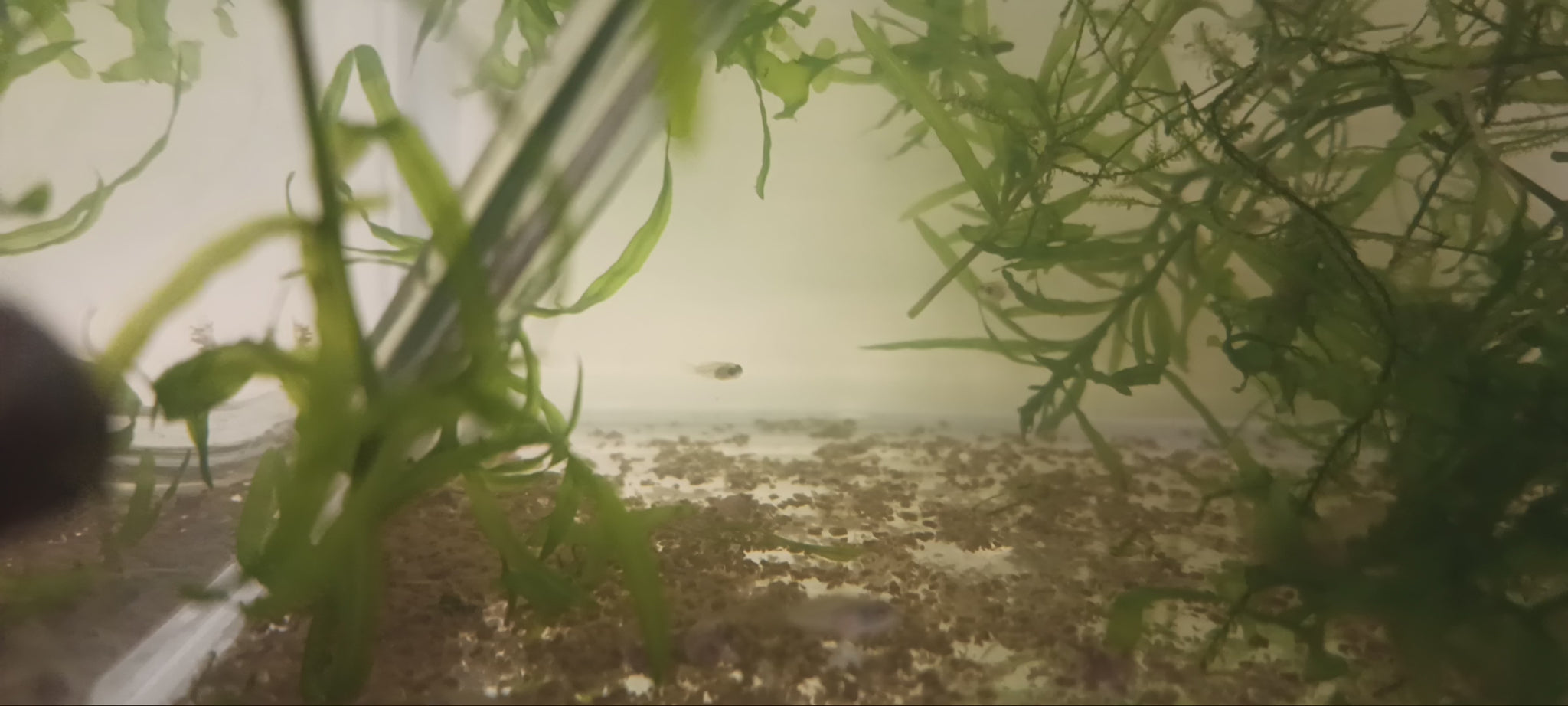 30 days old fry

