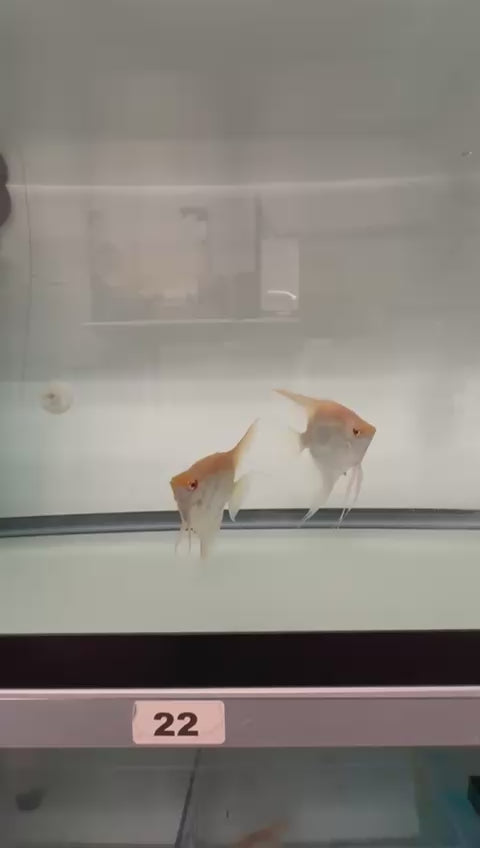 Albino Dantum Santa Isabel Angel fish