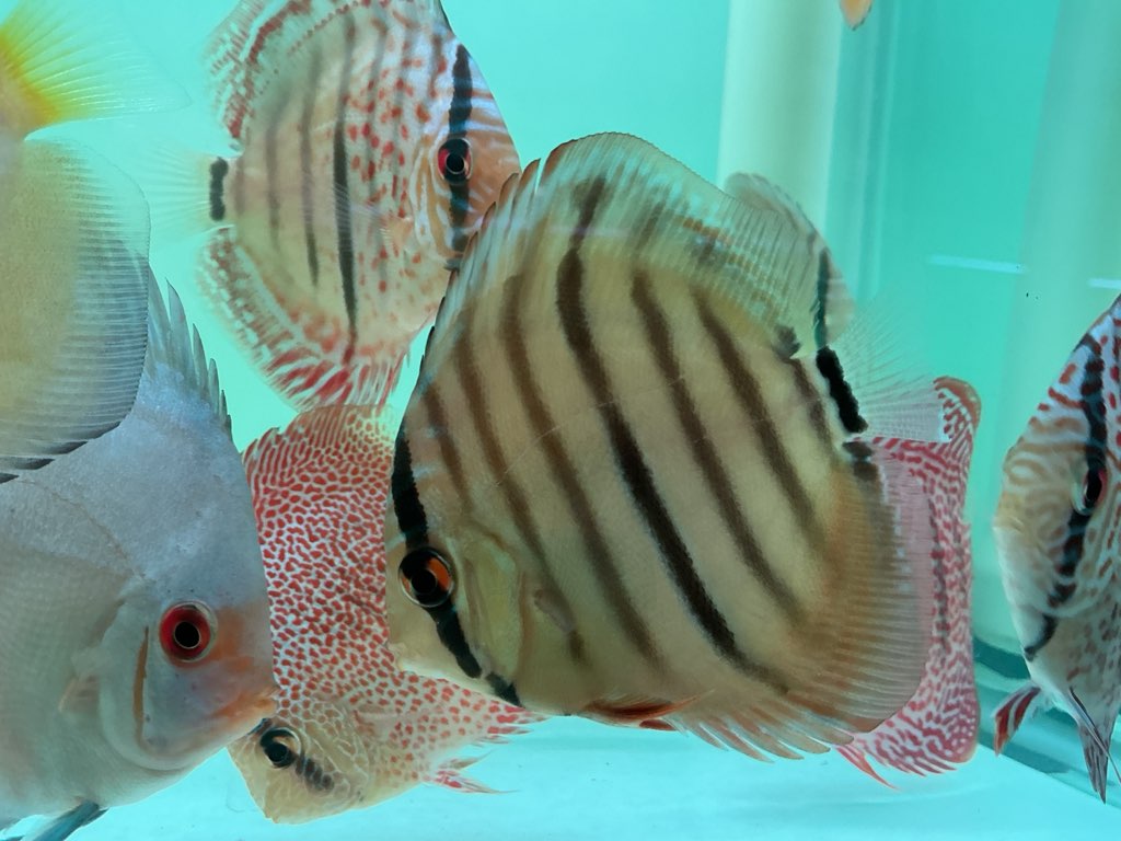 Discus Heckel Cross
