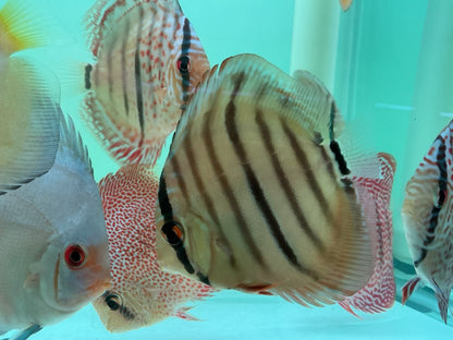 Discus Heckel Cross