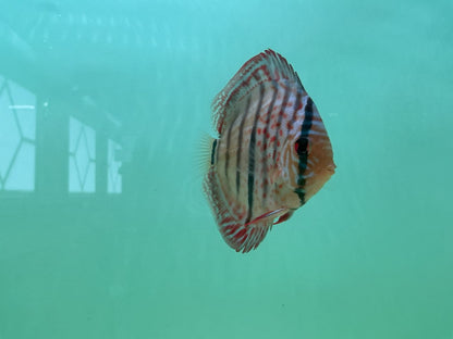 Discus Heckel Cross