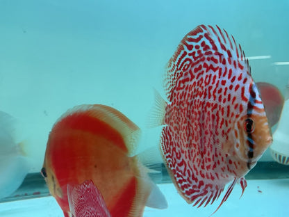Discus Spotted Leopard
