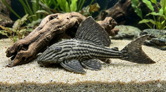 1 Royal Pleco L190