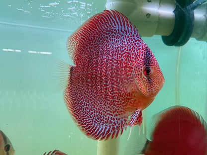 Discus Face Spotted Eruption