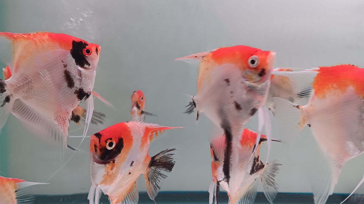 1 Adult Koi Angel fish