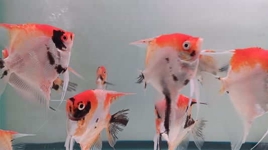 1 Adult Koi Angel fish