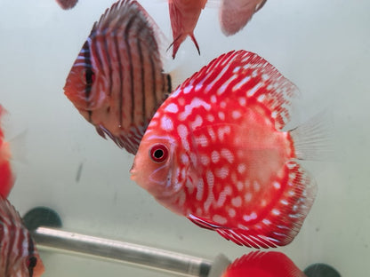 Discus Red Panda