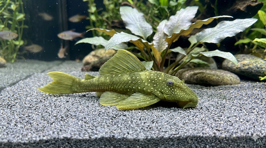 1 Green Phantom pleco L200
