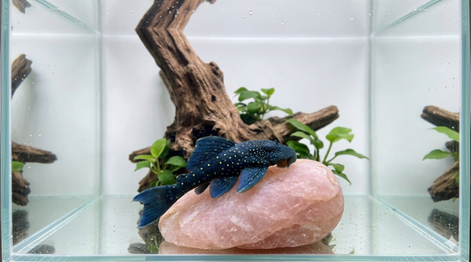 1 Blue Phantom pleco L128