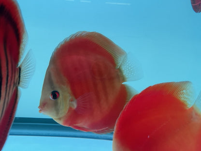 Discus Red Cover Blue Ring