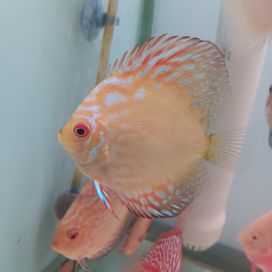 Yellow Panda Discus