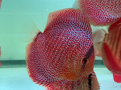Discus Face Spotted Eruption
