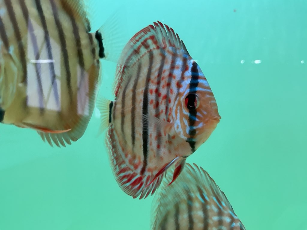 Discus Heckel Cross