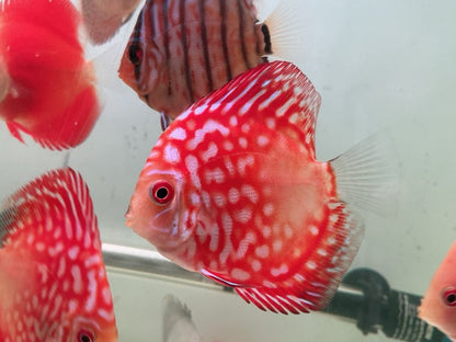 Discus Red Panda