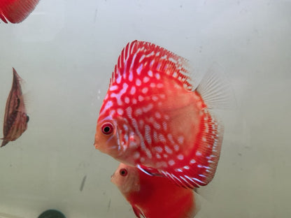 Discus Red Panda