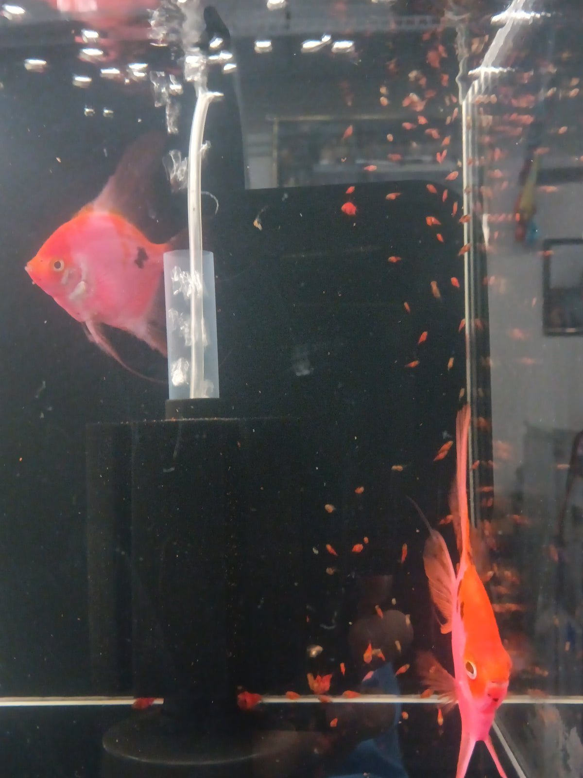 Proven breeding pair of Neo Red / Black Angelfish.