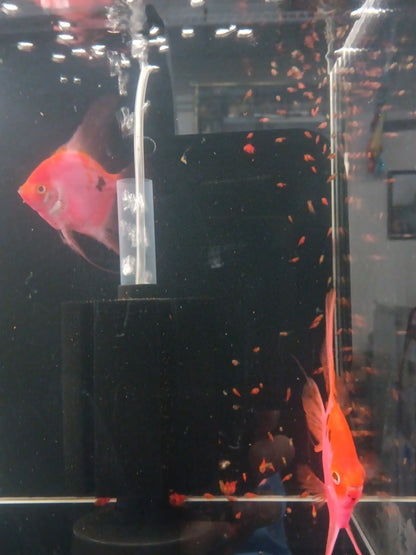 Proven breeding pair of Neo Red / Black Angelfish.