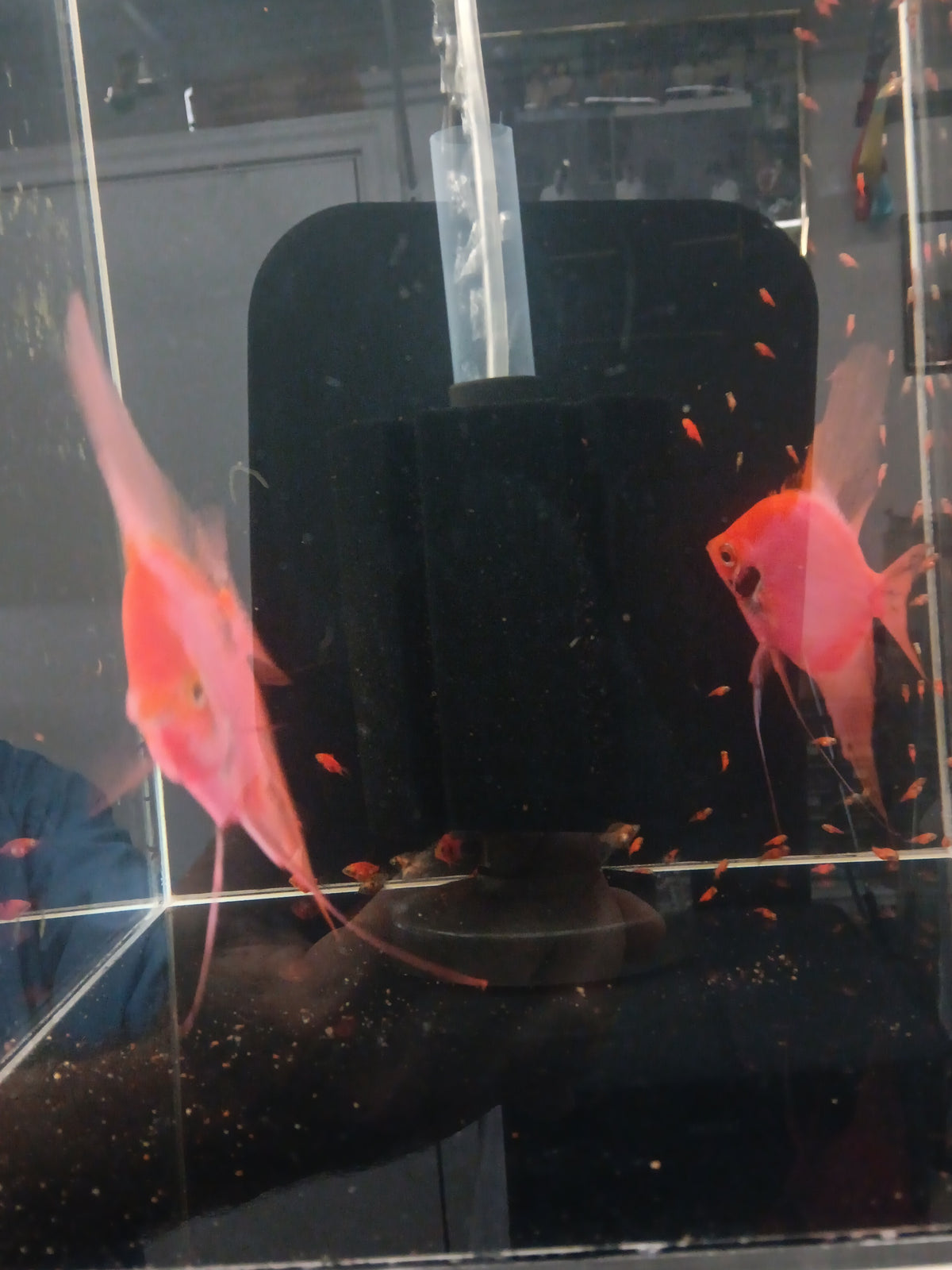 Proven breeding pair of Neo Red / Black Angelfish.