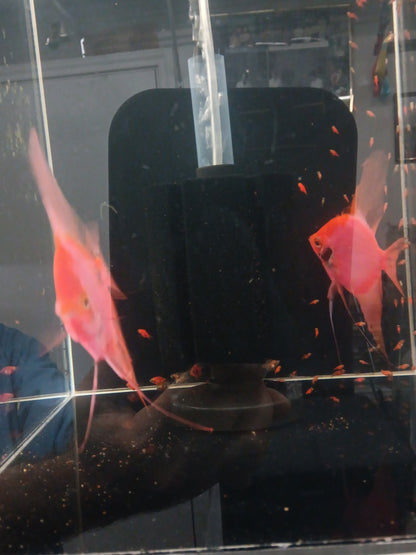 Proven breeding pair of Neo Red / Black Angelfish.