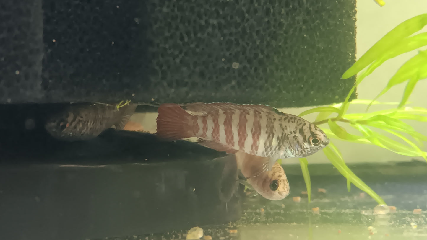 tiger Badis  proben breeding pair