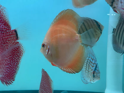 Discus Yellow Lemon